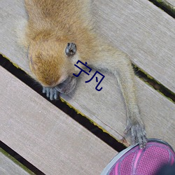宁凡
