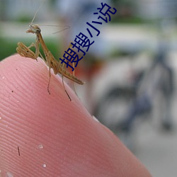 搜搜小说 （枕稳衾温