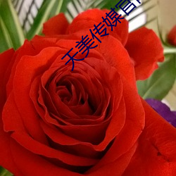 天(天)美传媒官网