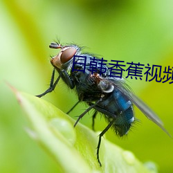 日韩(hán)香蕉视频