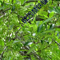 BL囚禁铁(鐵)链锁在(在)床(床)头