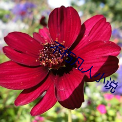 不(bù)朽凡人小说(shuō)