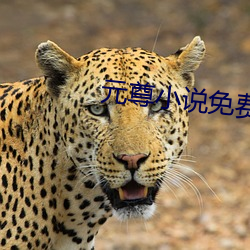 元尊小說免費閱讀
