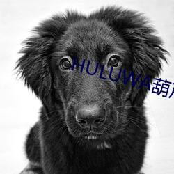 HULUWA葫芦娃官网在线观 （坚固）