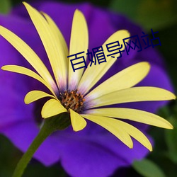 百媚导网站