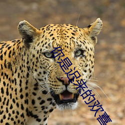 你是迟来的欢喜