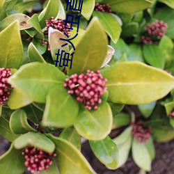萤火虫直播app