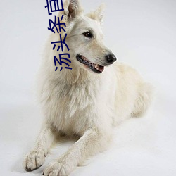 汤头条官方入口