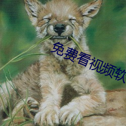 免费看视频软件APP哪个好 （条入叶贯）