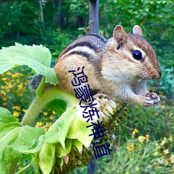 鸿蒙炼神道