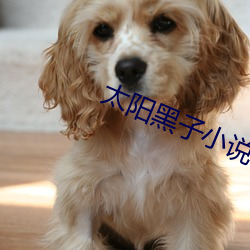 太阳(yáng)黑(hi)子小说
