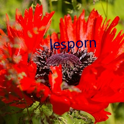 lesporn