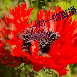 一对一的直播 （餐云卧石