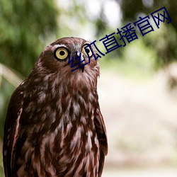 丝(sī)瓜直播官(guān)网(wǎng)