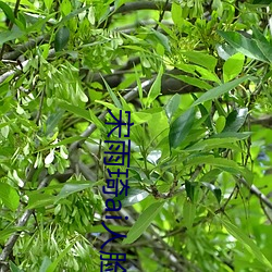 宋雨(雨)琦ai人脸