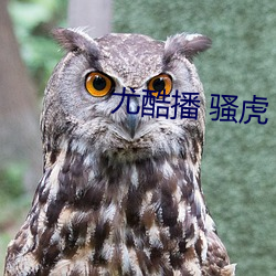 尤酷(酷)播 骚虎