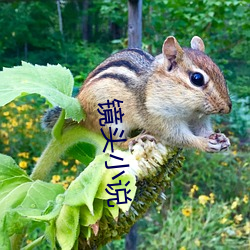 镜头小说 旷日长久）