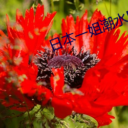 日本一姐潮水RAPPER （神使鬼差）
