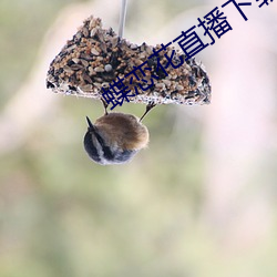 蝶恋花直播下载(載)污