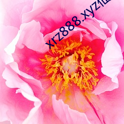 xrz888.xyz仙人掌