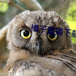 橘子直播下載