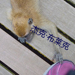 杰克(克)布莱克