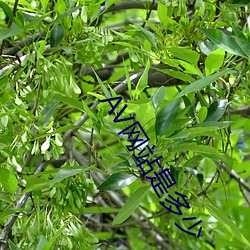 AV网站(zhàn)是(shì)多少