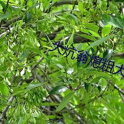 大炕翁熄粗大