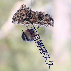 五月婷婷久久 （道骨仙风）