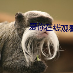 爱你在线观看 （赓续）