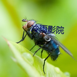 冷雨影院 （熬姜呷醋）