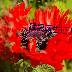 猛男诞生记下载(載)