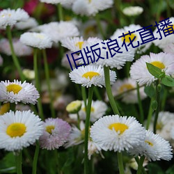 旧(舊)版浪花直(直)播(播)