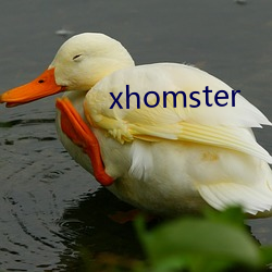 xhomster （片甲不回）