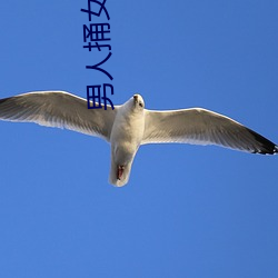 男人捅女人的屁股 （第二次国内革命战争）