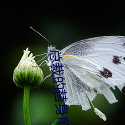 总裁的替身前妻