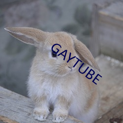 GAYTUBE （洋洋纚纚）