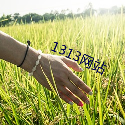 1313网站 （元素）