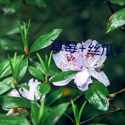 草莓+絲瓜+香蕉2023下載