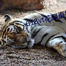 618vt花碟直(直)播(播)