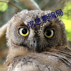 信息素骗局