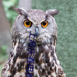 上海庆春电影院官网