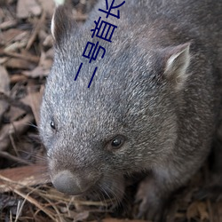二号首长txt 画皮）