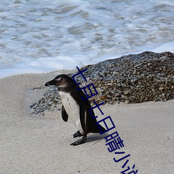 七月七(qī)日(rì)晴小说(shuō)