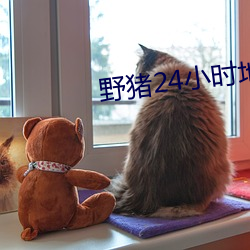 野猪24小时地点