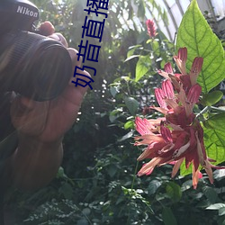 奶昔直播app入口 （势如破竹）