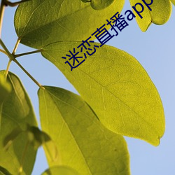 迷恋直播app下载安装 （动魄惊心）