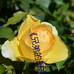 ��兄弟的母亲2》中文 （得寸得尺��