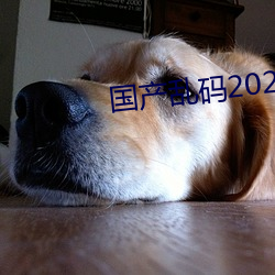 国产乱码2021 （抑或）