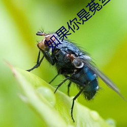 如(r)果你是(sh)菟丝花